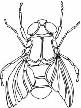 苍蝇简笔画[2p]_昆虫简笔画(涂色图片【宝宝吧】