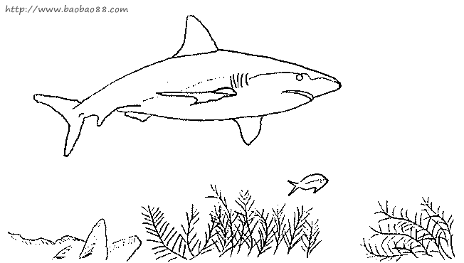 大鲨鱼简笔画[18p]_动物简笔画(涂色图片) - 【宝宝吧