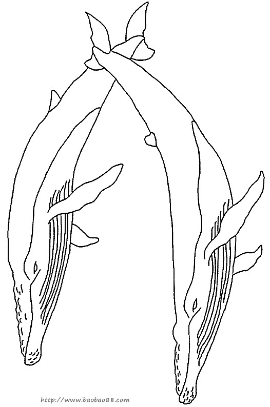 鲸鱼简笔画[17p]_动物简笔画(涂色图片) - 【宝宝吧】
