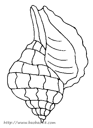 贝壳简笔画