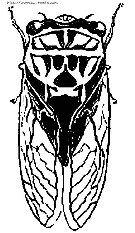 知了(蝉)简笔画[4p]_昆虫简笔画(涂色图片【宝宝吧】