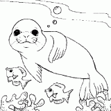 海豹简笔画[15p]_动物简笔画(涂色图片) - 【宝宝吧】