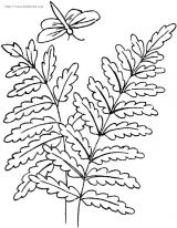 蕨类植物简笔画