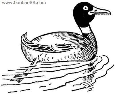 鸭子水里游简笔画内容图片展示