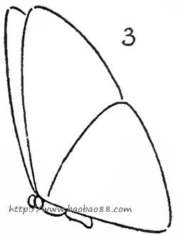 四种蝴蝶的画法[22p]_学习绘画简笔画(涂色图片)