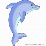 画海豚