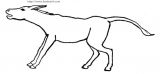 驴-鸭嘴兽简笔画