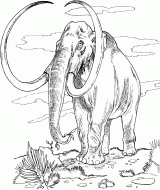 猞猁-猛犸象-鼹鼠简笔画