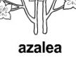 azalea ɫ